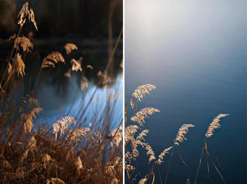 Veronica Elena Photographie