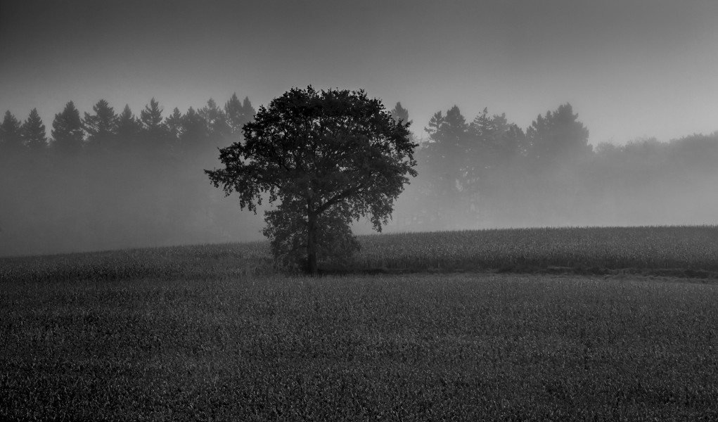 Veronica Elena Photographie Nature